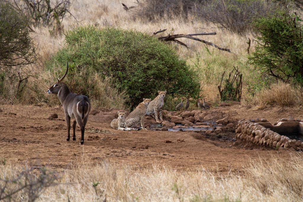Elerai Camp Hotel Amboseli Buitenkant foto
