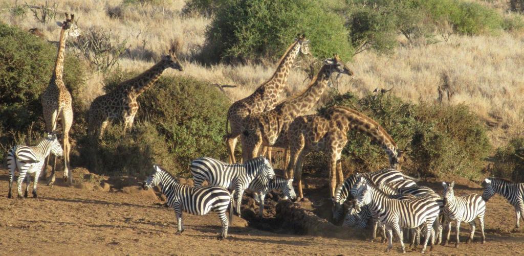 Elerai Camp Hotel Amboseli Buitenkant foto